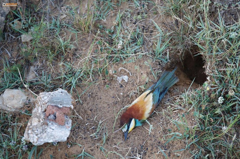 UZNEMIRUJUĆE FOTOGRAFIJE Na Perući nepoznata osoba na brutalan način pobila ptice