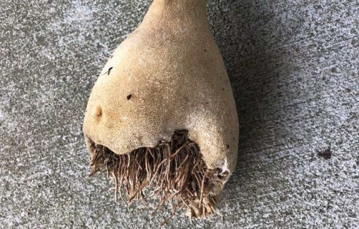 Pokupila "misteriozni korijen" ispred ulaza, tri tjedna kasnije gadno je požalila