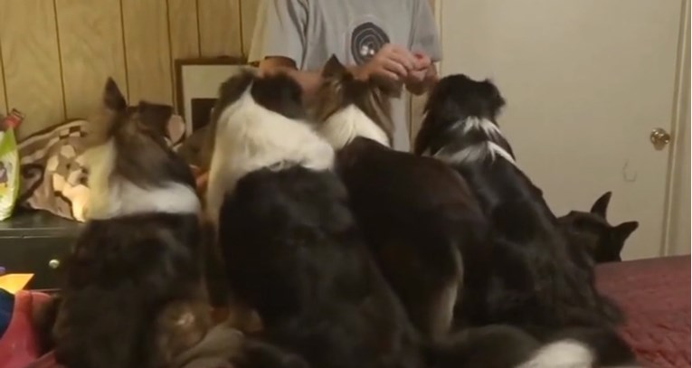 VIDEO Pas je pokušao prevariti vlasnika kako bi dobio više hrane
