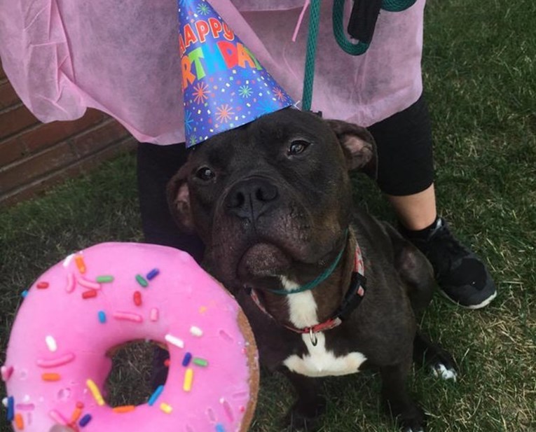 Ovi psi iz azila dobili su zajedničku proslavu rođendana, no mnogima nije bila jasna jedna stvar