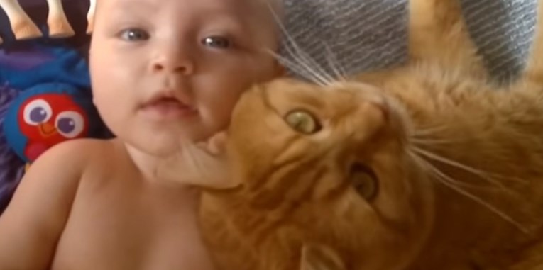 VIDEO Jesu li vaše mace opasne za tek rođene bebe?