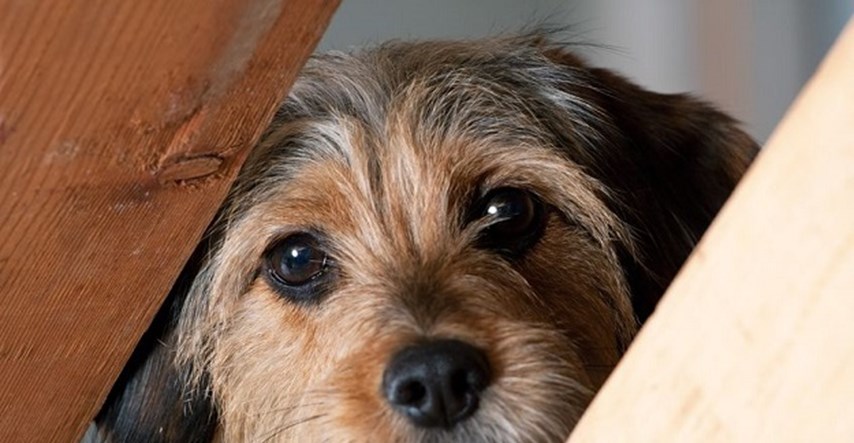 Top 10 psećih strahova: Podijelite s nama vaša iskustva!