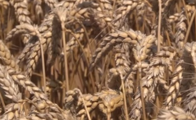 Poražavajući podaci: Hrvatski poljoprivredni proizvodi nekonkurentni