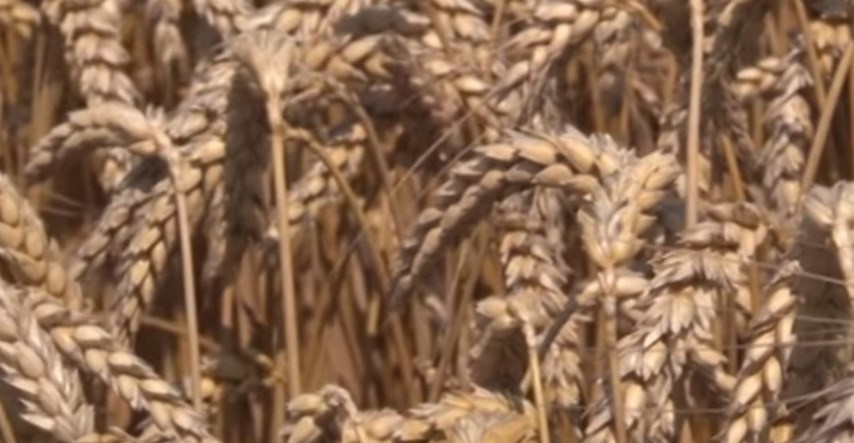 Poražavajući podaci: Hrvatski poljoprivredni proizvodi nekonkurentni