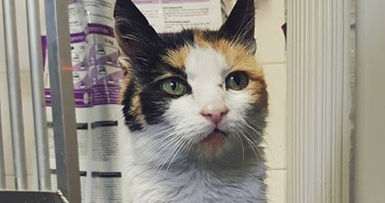 OSIJEK Tužna priča o bolesnoj mački natjerat će vas da svoju macu odvedete veterinaru