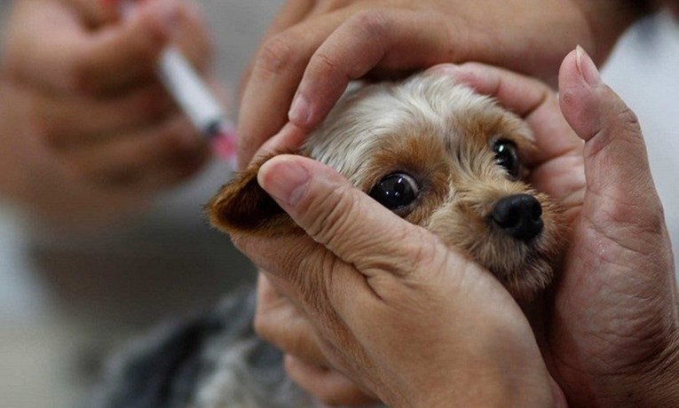 Prijatelji životinja pokrenuli peticiju protiv prečestog cijepljenja pasa