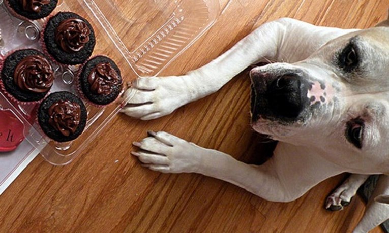 Evo što se dogodi kada psa hranite čokoladom