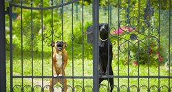 Lopovi provalili u kuću s dva psa "čuvara": Pogledajte kako su ih dočekali!