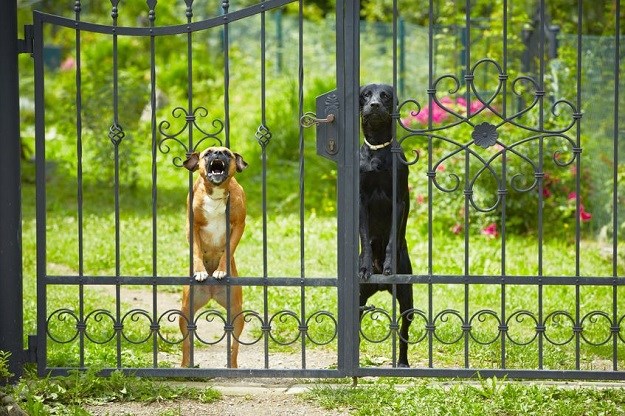 Lopovi provalili u kuću s dva psa "čuvara": Pogledajte kako su ih dočekali!