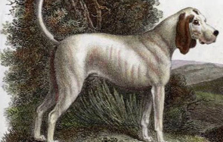 Pogledajte rijetke slike pasmina pasa koje su nažalost izumrle