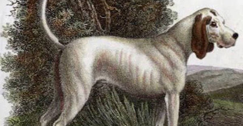Pogledajte rijetke slike pasmina pasa koje su nažalost izumrle