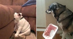 FOTO Ovi psi znaju da su krivi i osjećaju se jako loše zbog onoga što su učinili
