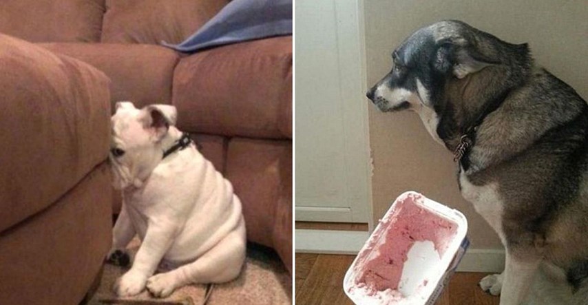 FOTO Ovi psi znaju da su krivi i osjećaju se jako loše zbog onoga što su učinili