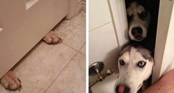 Četiri razloga zbog kojih vas vaši psi "otprate" čak i na WC