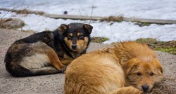 SVAKA ČAST  Pogledajte kako Turci pse i mace lutalice štite od hladnoće