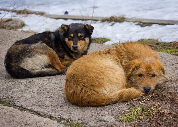 SVAKA ČAST  Pogledajte kako Turci pse i mace lutalice štite od hladnoće