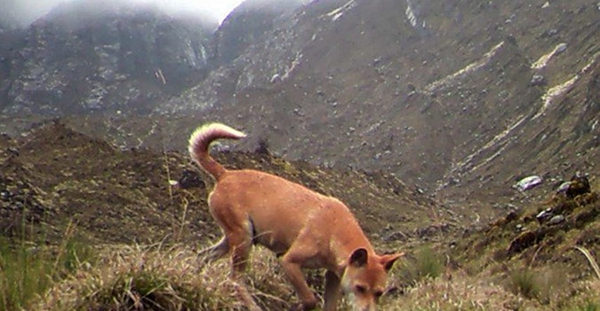 Jedna od najrjeđih i najstarijih pasmina pasa se ponovno pojavila u divljini!