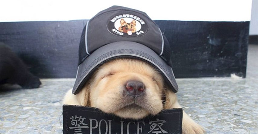 Policija zapošljava nove pse, no oni su još uvijek više raspoloženi za maženje