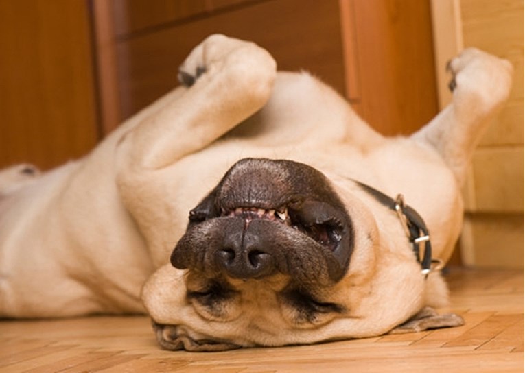 Ovih šest položaja u kojima vaš psić spava otkrivaju zanimljive stvari o vašem ljubimcu