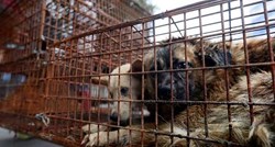 Odlična vijest za ljubitelje životinja: Na kineskom Yulin festivalu je pseće meso konačno zabranjeno!