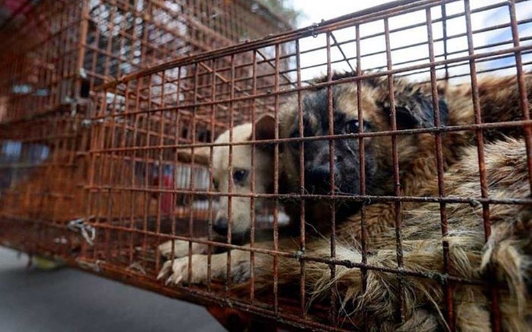 Odlična vijest za ljubitelje životinja: Na kineskom Yulin festivalu je pseće meso konačno zabranjeno!