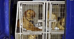 "Srami se Dubrovniče": Iz dubrovačkog azila odveli pse, traži se Vlahušićeva ostavka