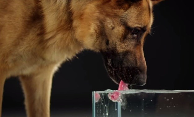 Jednostavna radnja s fascinantnom tehnikom: Kako psi piju vodu?