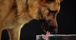 Jednostavna radnja s fascinantnom tehnikom: Kako psi piju vodu?