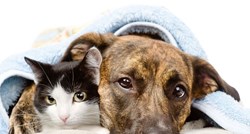 Pogledajte ovih 20 preslatkih dokaza pseće-mačjeg prijateljstva
