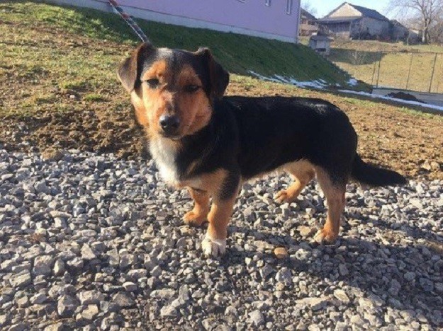 Imaju još tri dana i onda slijedi eutanazija: Ava i Lili mole vas za pomoć!