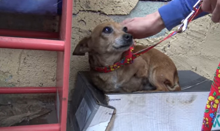 VIDEO  Ova je kujica mjesecima spavala na kiši u kartonskoj kutiji