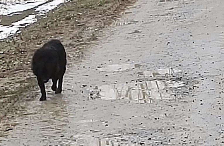 VIDEO Napušteni pas danima se vraća na mjesto kraj Jasenovca gdje ga je vlasnik ostavio