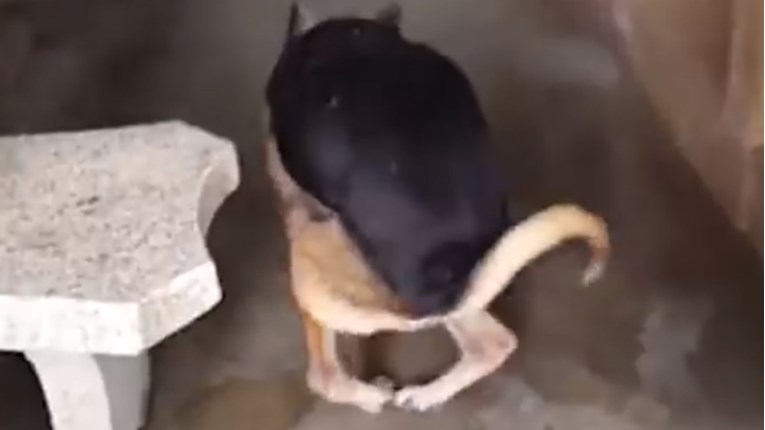 VIDEO Ova kujica nije mogla hodati, no bilo je potrebno samo malo sreće da bude bolje
