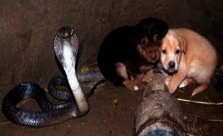 Dva psića su pala u bunar, a priča je postala nevjerojatna kada se kraj njih pojavila kobra