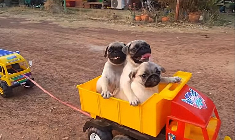 VIDEO Dječak je vozio psiće, a oni su uživali u svom prvom putovanju!