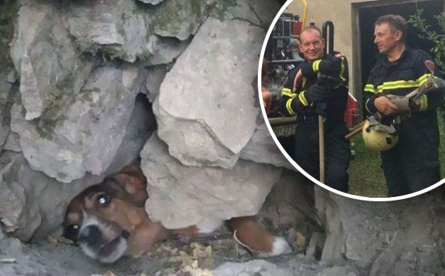 FOTO Ovo su junaci dana: Hrabri vatrogasci i volonteri u Istri spasili pse koje je prignječio odron