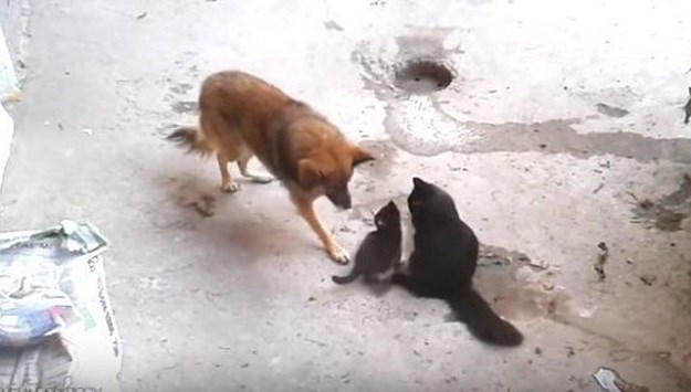 Pogledajte: Mačka posjetila psa i upoznala ga sa svojim mačićima