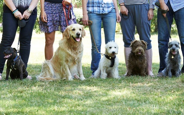VIDEO Zagreb dobiva još jedan park za pse