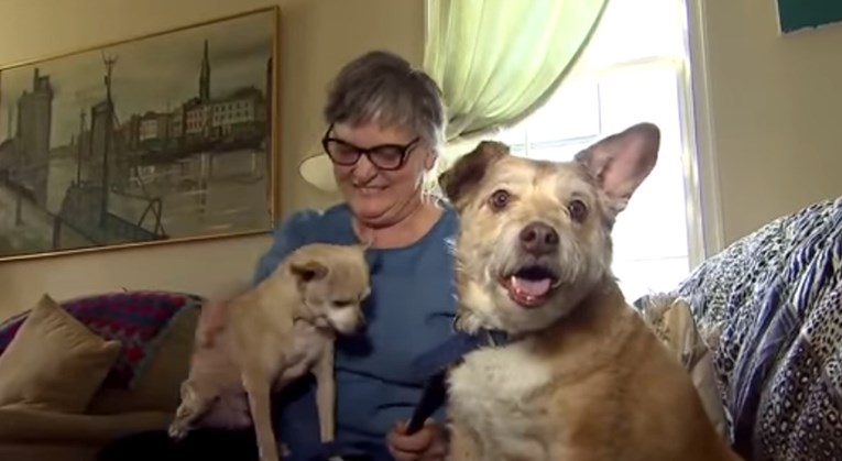 VIDEO Glumili su provalnike kako bi vidjeli hoće li psi obraniti svoje vlasnike