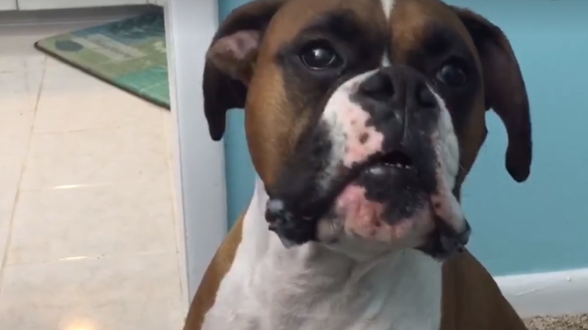 VIDEO Što nam sve naši psi žele reći?