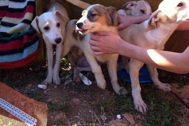 Hitno trebaju pomoć: U šumi pokraj uginule majke pronađeni štenci!