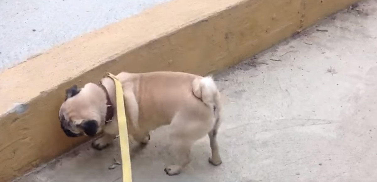 VIDEO Ovaj mops zna izvesti čudan trik koji pokazuje samo kada obavlja nuždu