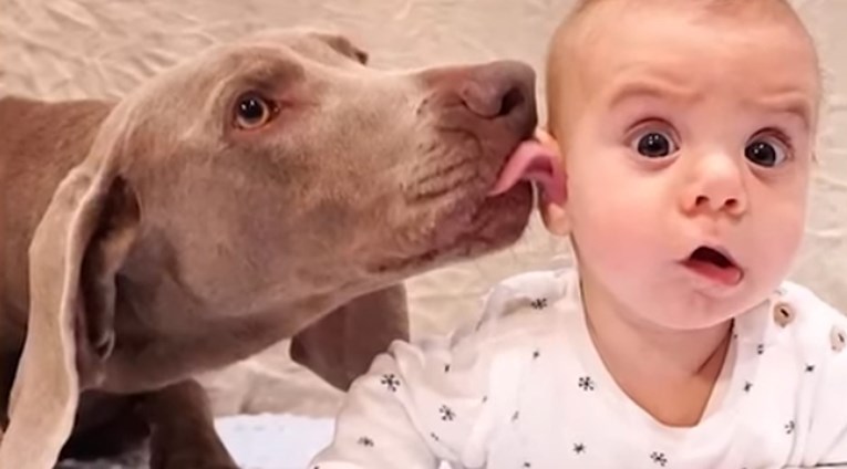 VIDEO Ovi su psi jedva dočekali dolazak bebe u njihovu obitelj i sada su nerazdvojni