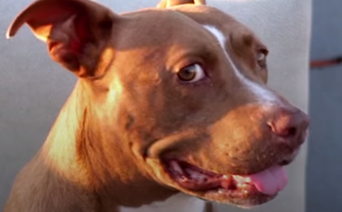 Nakon što mu je uginuo pit bull, odlučio je u svoj dom primiti desetke novih