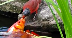 Prekrasna crvena ptica posjećuje dvorište kuće kako bi nahranila crvene ribice
