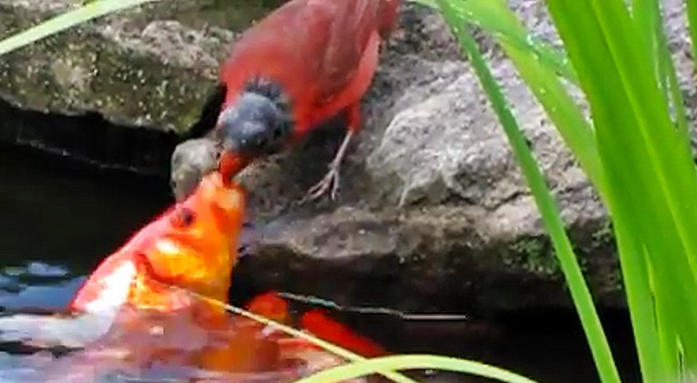 Prekrasna crvena ptica posjećuje dvorište kuće kako bi nahranila crvene ribice