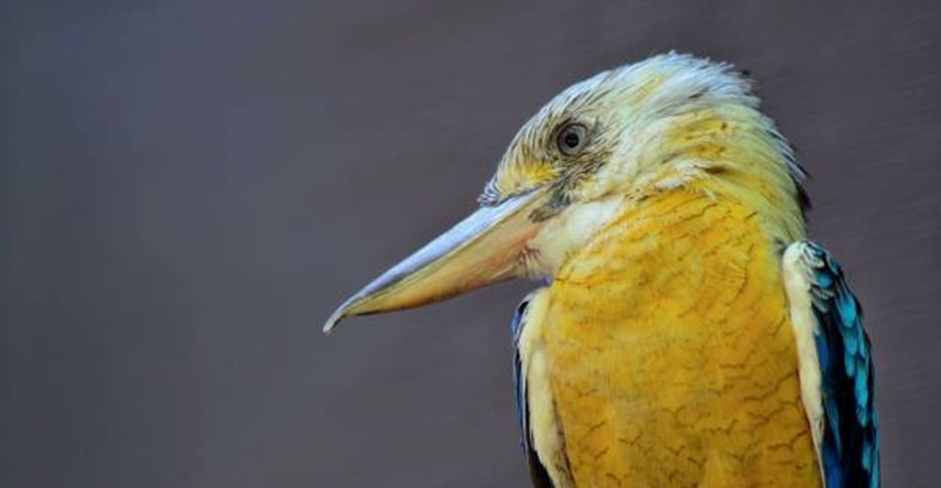 Biolog uhvatio pa ubio pticu koja nije viđena pola stoljeća, evo i zašto