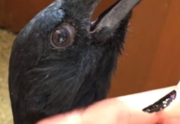 VIDEO Pogledajte kakve uši imaju ptice (izgledaju poprilično strašno)
