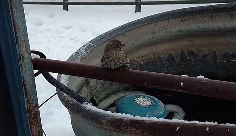 Ptičica se od hladnoće zalijepila za šipku, no ova ljudina je znala što treba učiniti