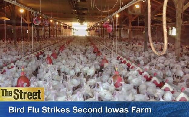 Amerikom hara ptičja gripa, u Iowi pobijeni milijuni peradi